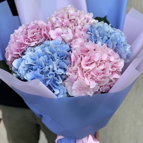 Букет из 5 голландских гортензий микс в Шатуре
