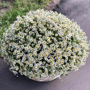 Композиция в корзине из 151 ромашки в Шатуре