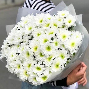Букет "Лаймовый" из 15 кустовых хризантем в Шатуре