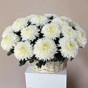 Композиция в корзине из 25 хризантем Магнум в Шатуре