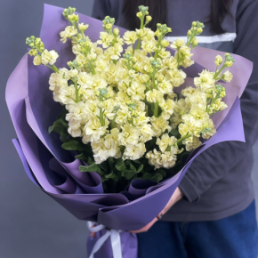 Букет из 15 лимонных маттиол в Шатуре