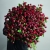 Монобукет из 75 кустовых роз Марун (70 см) в Шатуре Монобукет из 75 кустовых роз Марун (70 см) в Шатуре