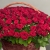 Композиция в корзине из 151 красной розы в Шатуре Композиция в корзине из 151 красной розы в Шатуре