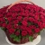 Композиция в корзине из 151 красной розы в Шатуре Композиция в корзине из 151 красной розы в Шатуре