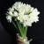 Букет из 25 нарциссов в Шатуре Букет из 25 нарциссов в Шатуре