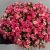 Букет из 31 кустовой розы Фаерворкс (60 см) в Шатуре