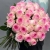 Букет 25 пионовидных роз Эквадор (60 см) в Шатуре Букет 25 пионовидных роз Эквадор (60 см) в Шатуре