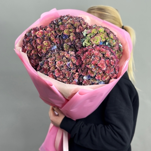 Букет из 5 космических Голландских гортензий в Шатуре